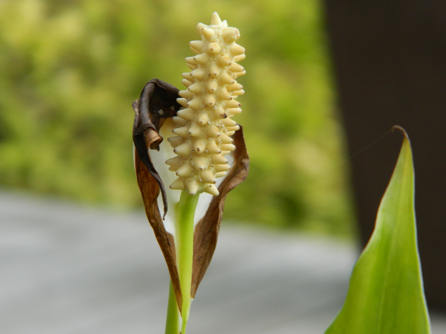 Arum fané