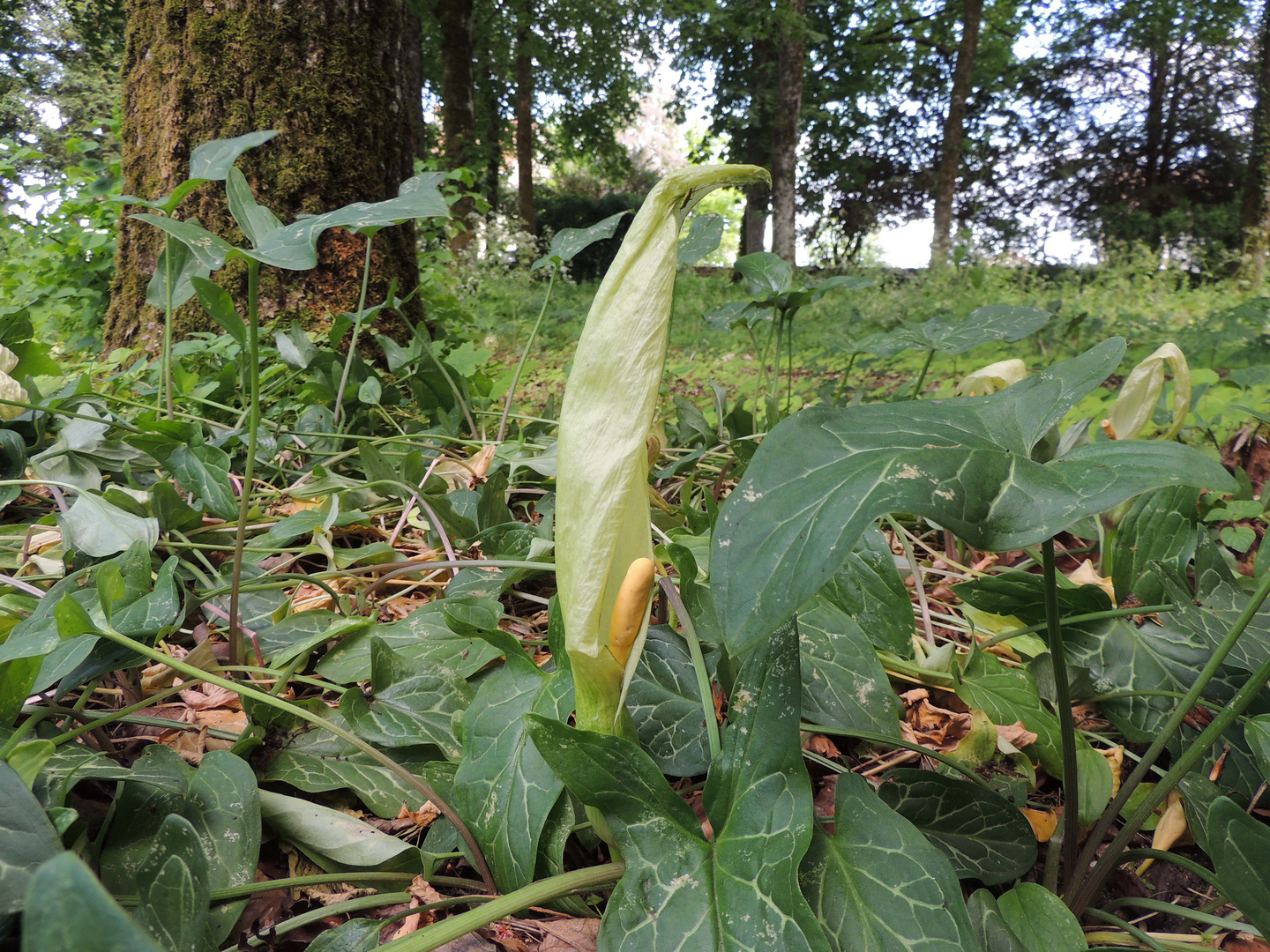 Arum Italicum (Italie) appelé aussi, Gouet d'Italie