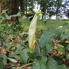 Arum Italicum (Italie) appelé aussi, Gouet d'Italie