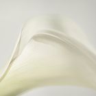 Arum Lily