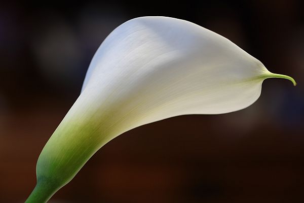 Arum lily or Zantedeschia