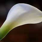 Arum lily or Zantedeschia