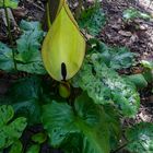 Arum maculatum