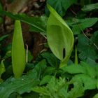 Arum maculatum