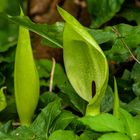 Arum maculatum