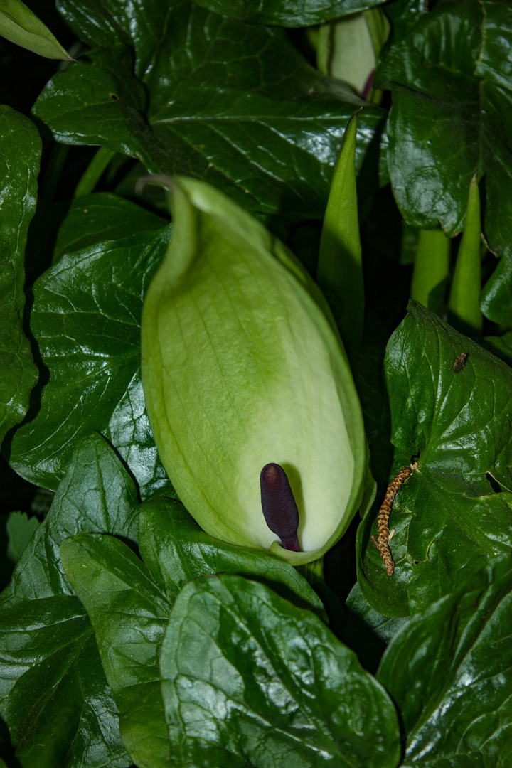 Arum maculatum (Aronstab)