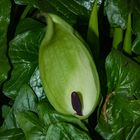 Arum maculatum (Aronstab)