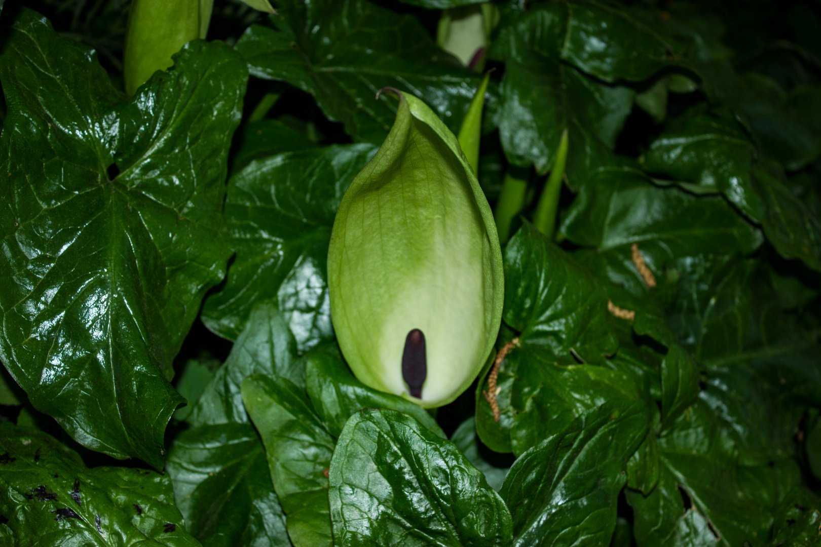 Arum maculatum (Aronstab)