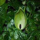 Arum maculatum (Aronstab)