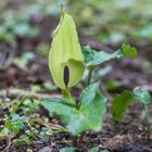 Arum maculatum - Aronstab