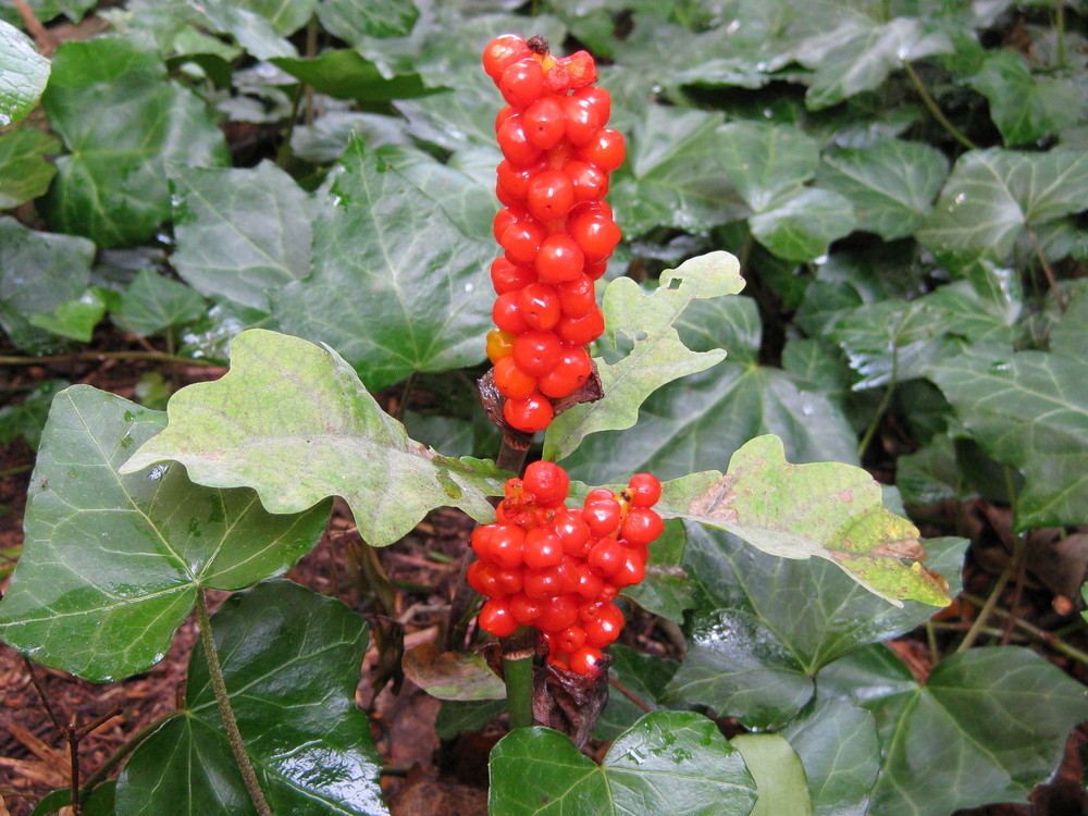 Arum Maculatum (Aronstab)