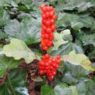 Arum Maculatum (Aronstab)