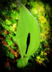 Arum maculatum