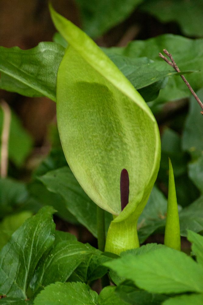 Arum maculatum