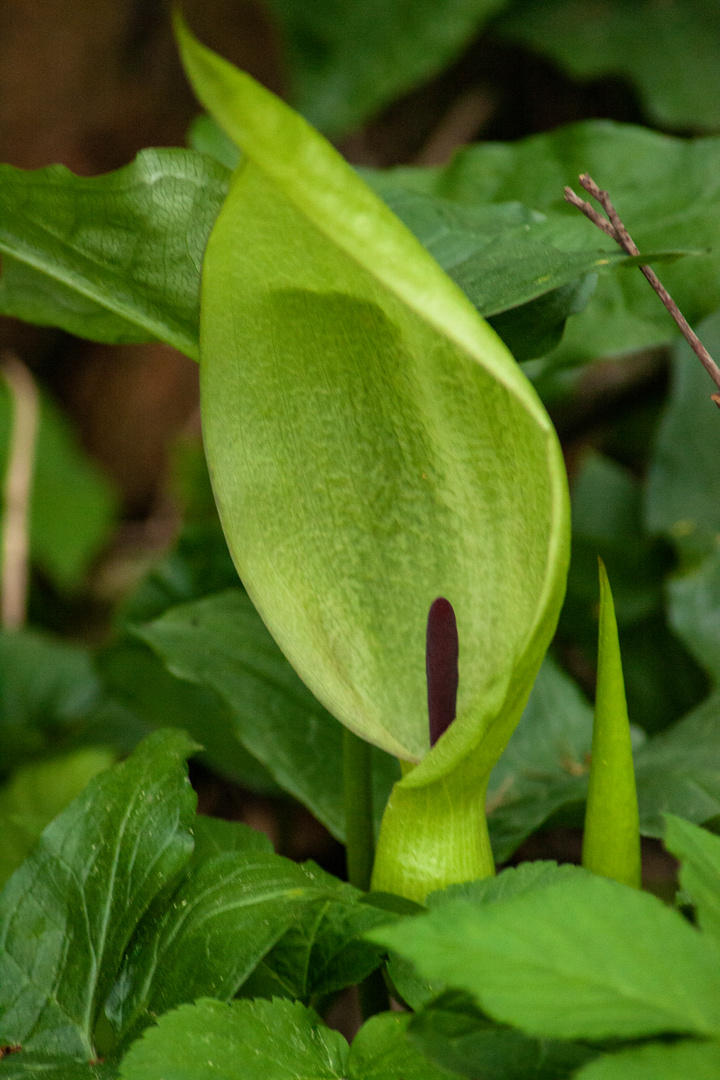 Arum maculatum II