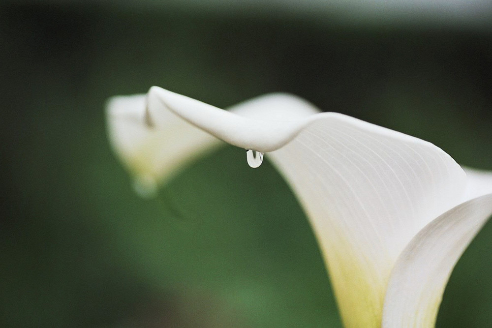 Arum sous la pluie