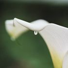 Arum sous la pluie