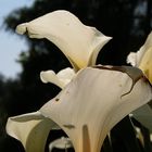 Arums en transparence