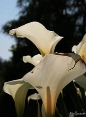 Arums en transparence