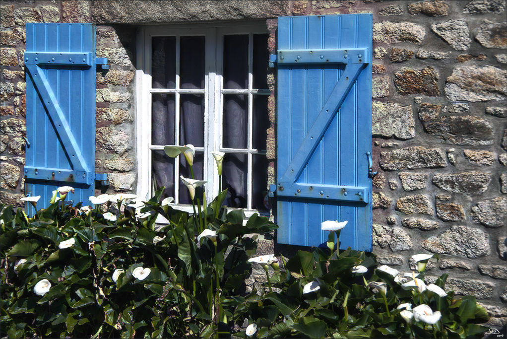 Arums et volets bleus 