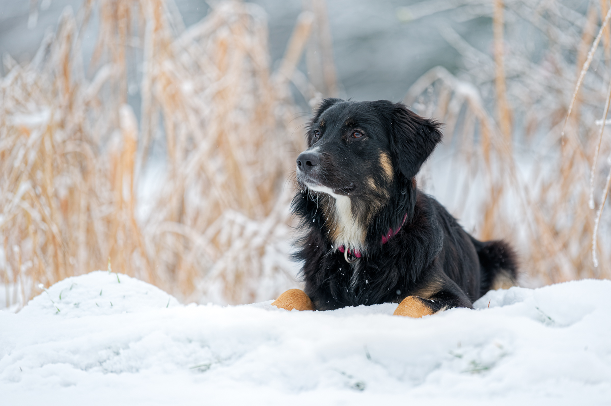 Aruna im Schnee