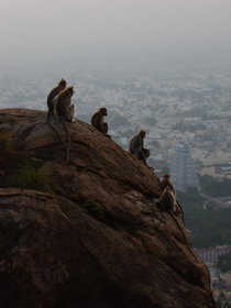 Arunachala Affen