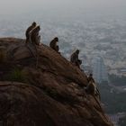 Arunachala Affen