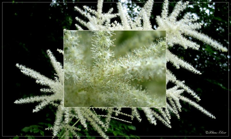 Aruncus dioicus, Geißbart.