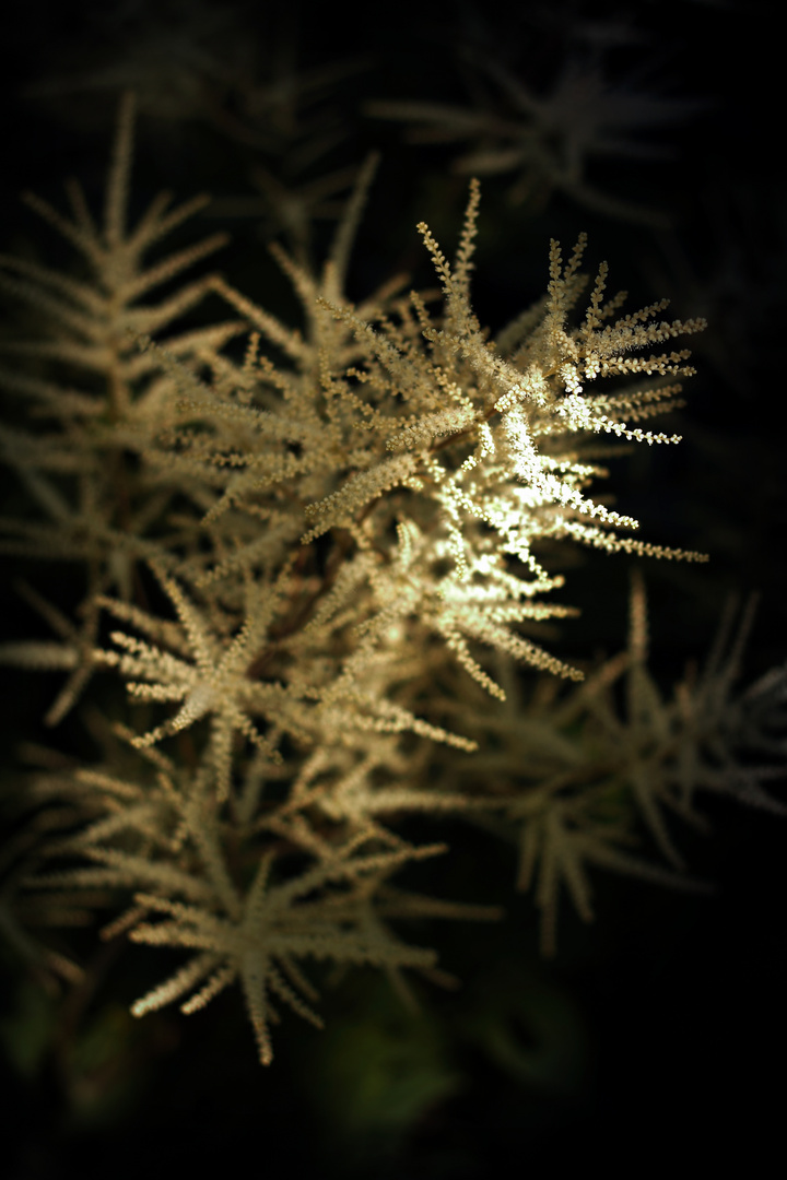 Aruncus sinensis.