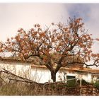 Arure, La Gomera