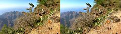  Arure La Gomera Kanarische Insel - 3D Kreuzblick