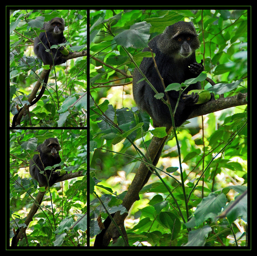 Arusha NP – Affenkino