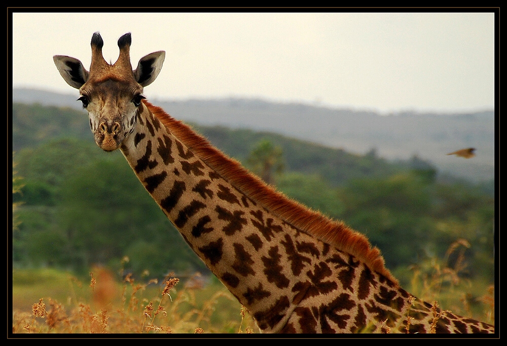 Arusha NP – Giraffe 2