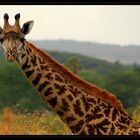 Arusha NP – Giraffe 2