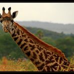 Arusha NP – Giraffe 2