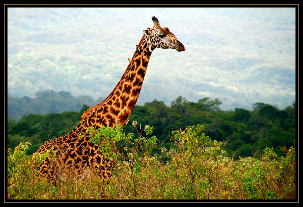 Arusha NP – Giraffen