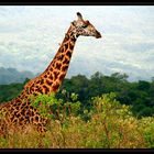 Arusha NP – Giraffen