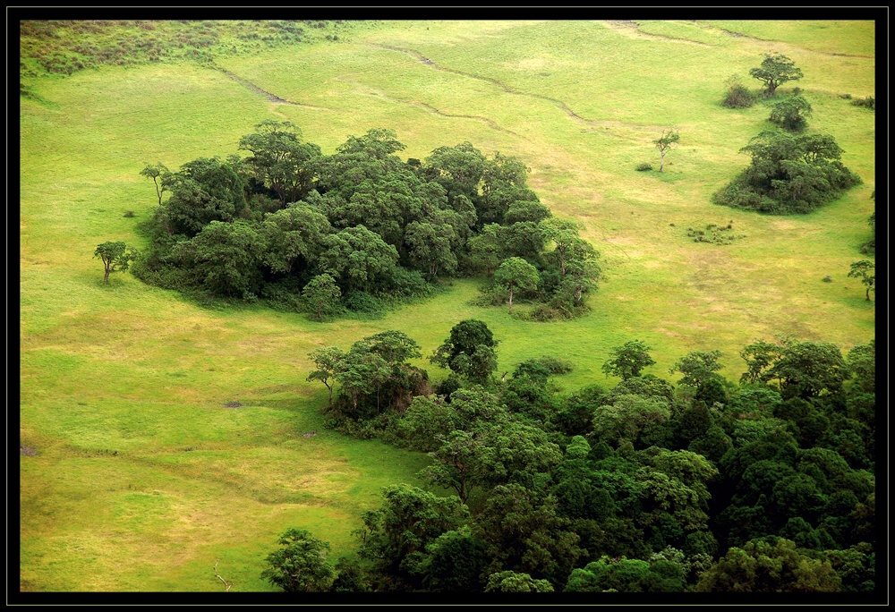 Arusha NP – Symphonie in Grün