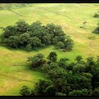 Arusha NP – Symphonie in Grün