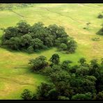 Arusha NP – Symphonie in Grün