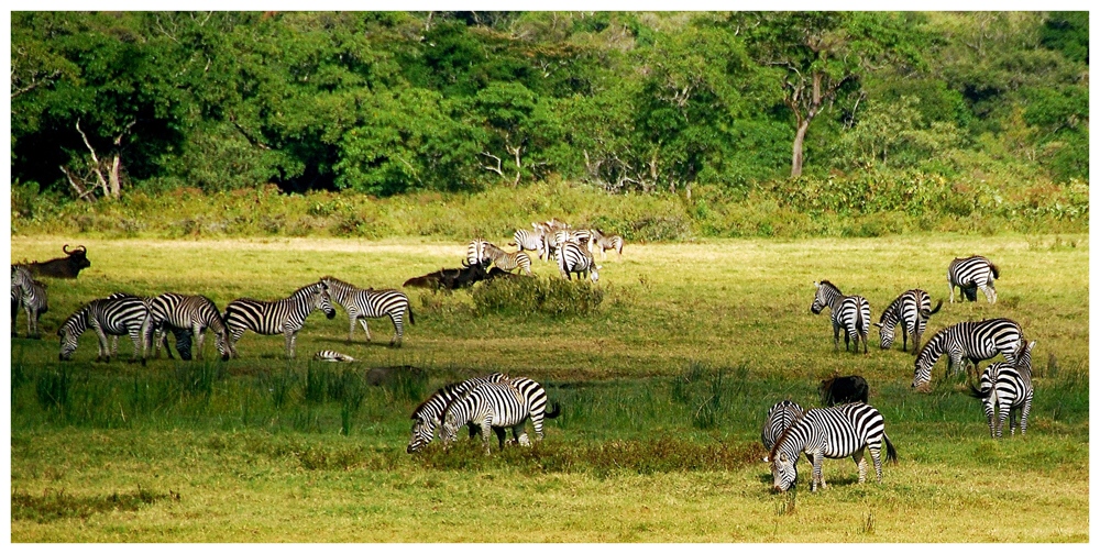 Arusha NP – Zebra Idylle