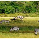 Arusha NP – Zebra Idylle