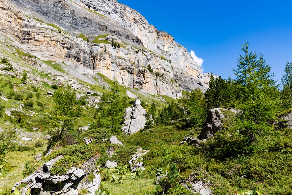 Arvenwald am Gemmipass