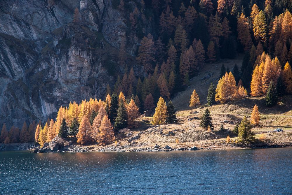 Arvenwald intensiv leuchtend