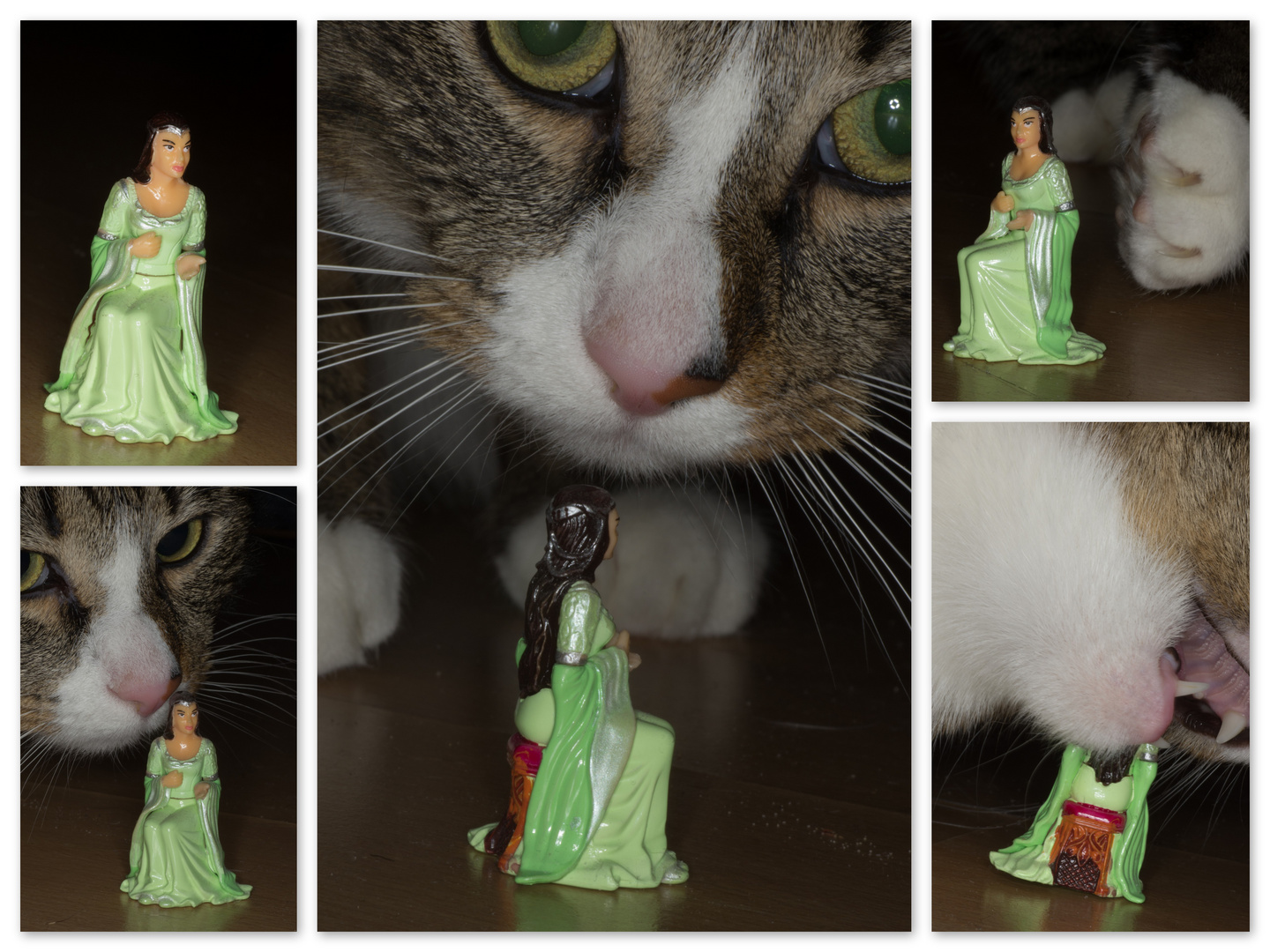 Arwen and the Cat from Mordor