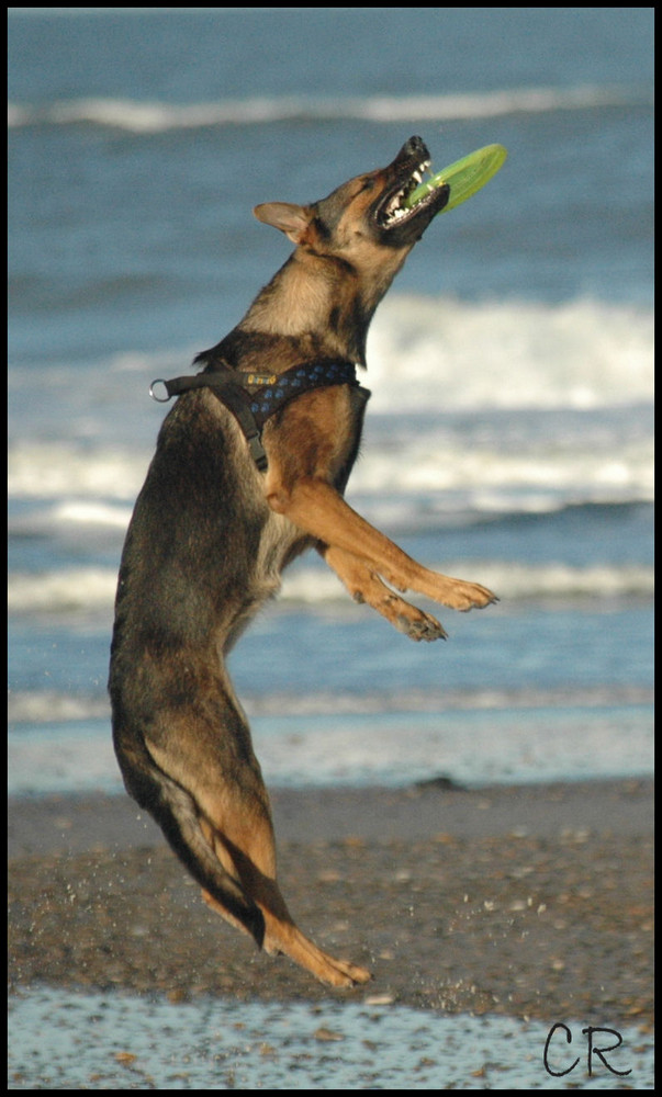 Arwen spielt Frisbee