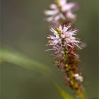 Arznei-Ehrenpreis (Veronicastrum virginicum)