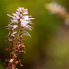 Arznei-Ehrenpreis (Veronicastrum virginicum)...