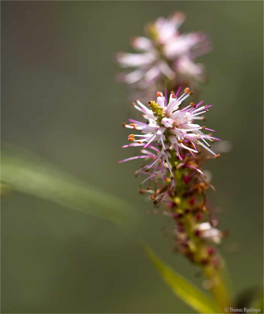 Arznei-Ehrenpreis (Veronicastrum virginicum)