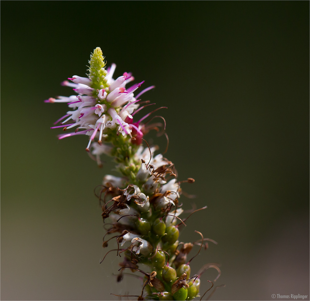 Arznei-Ehrenpreis (Veronicastrum virginicum)